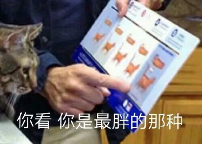 猫猫表情包 你看 你是最胖的那种 看图