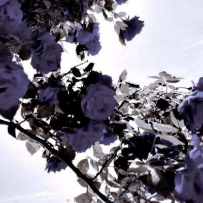 地 标 ◎
保 加 利 亚 ┇