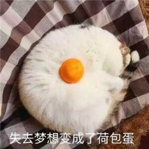 猫表情和头像