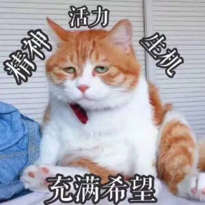 猫表情和头像