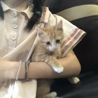 “有时候连你最亲近的人也无法感知到你失落的情绪，但是小猫永远可以。”