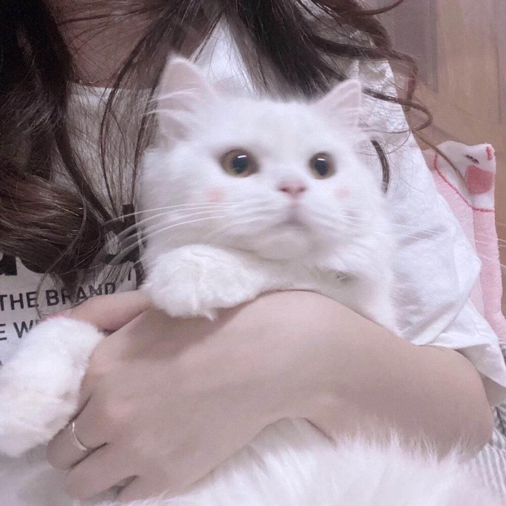 “有时候连你最亲近的人也无法感知到你失落的情绪，但是小猫永远可以。”
