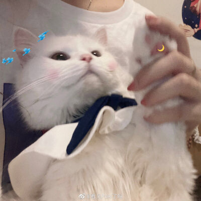 “有时候连你最亲近的人也无法感知到你失落的情绪，但是小猫永远可以。”