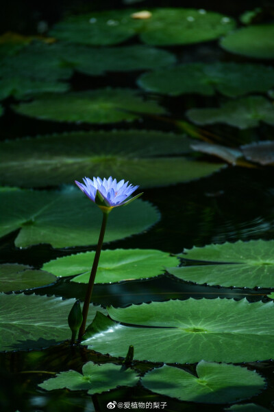 蓝莲花