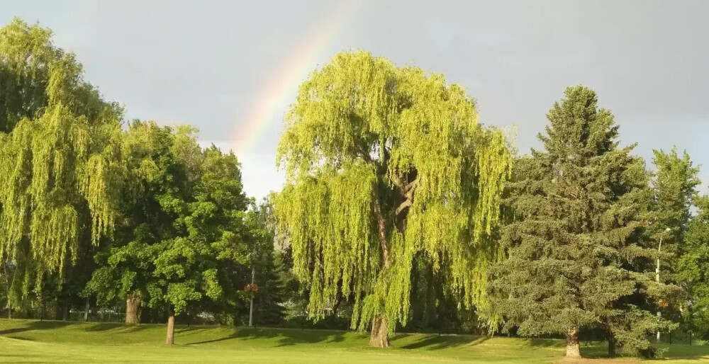 雨来