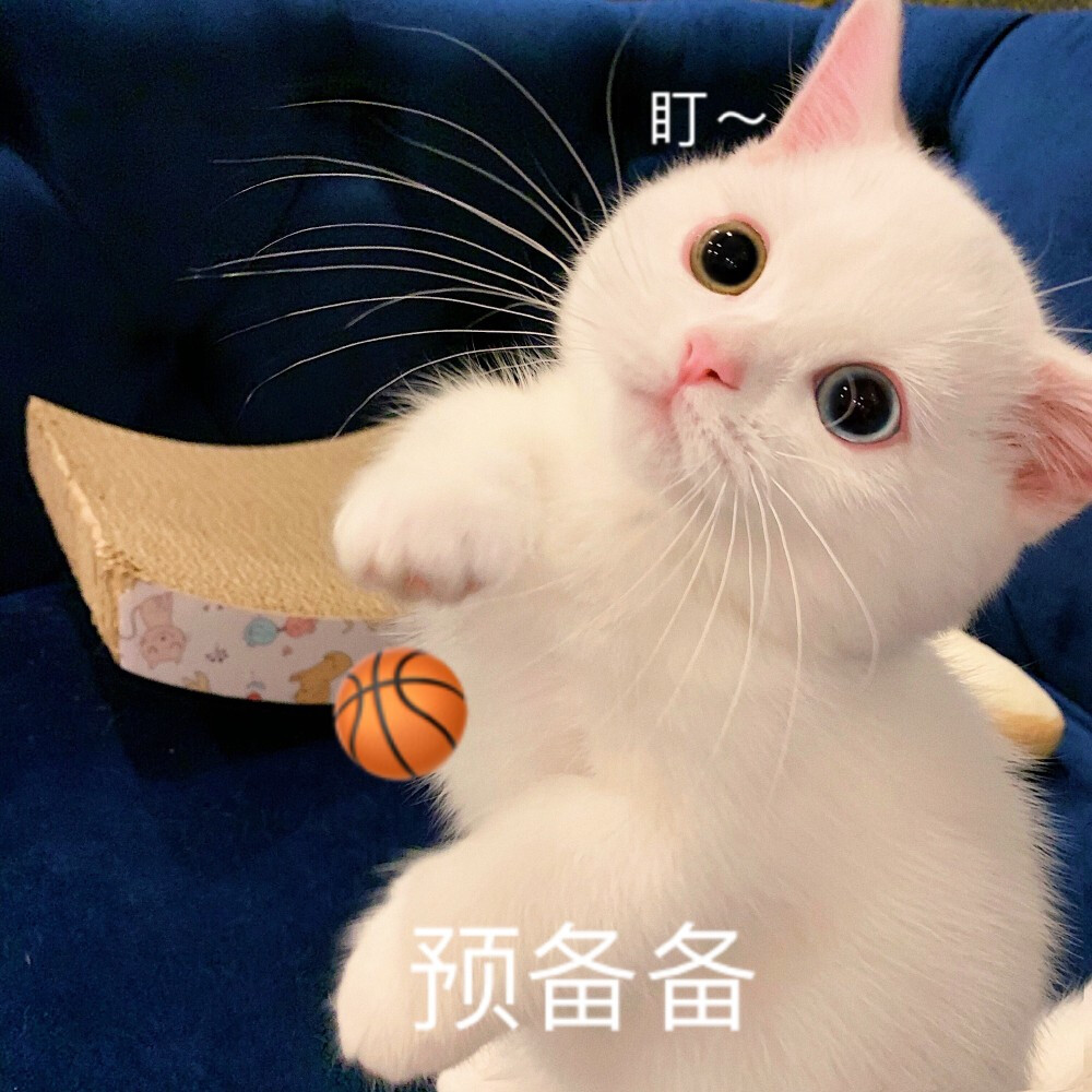 萌宠可爱猫咪 微博号芝士奶油蛋崽