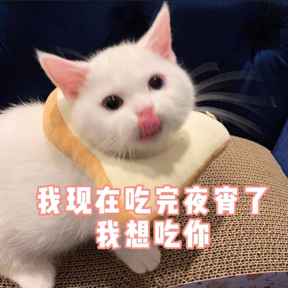 萌宠可爱猫咪 微博号芝士奶油蛋崽