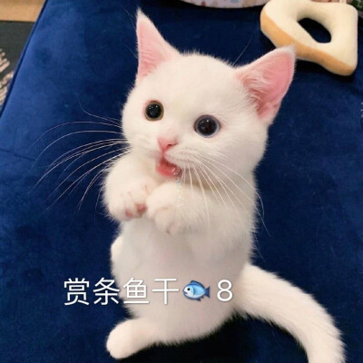 萌宠可爱猫咪 微博号芝士奶油蛋崽