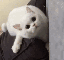 猫猫表情包 GIF动图 眨眼⊙_<