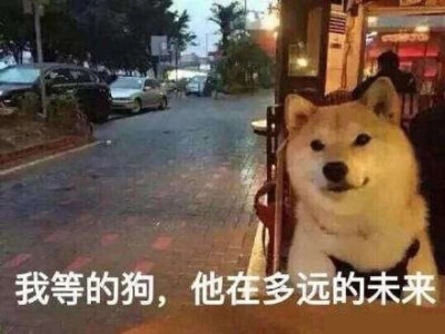 柴犬表情包