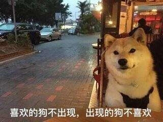 柴犬表情包