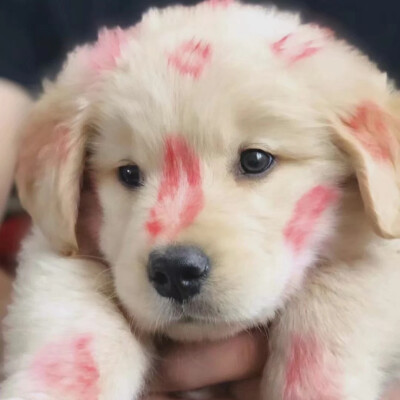 【可爱头像】 by初见你497