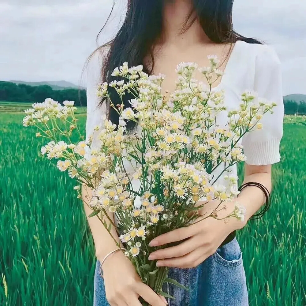 菊