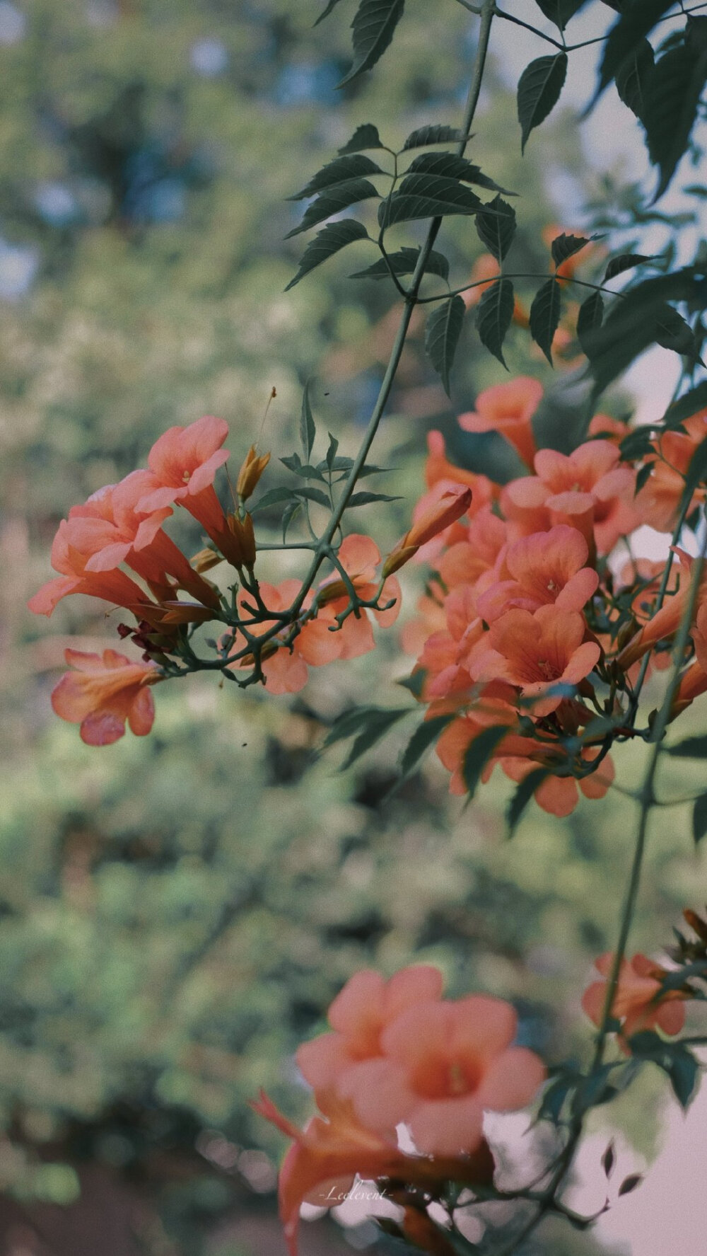别因为生活的忙碌，而忘记了原有的风景
©：Leeleven