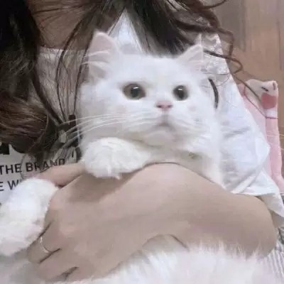 79茶玖79情侣头像甜可爱唯美猫咪真人愿喜79秋风十里我喜欢你