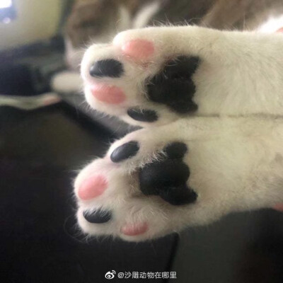 猫爪头像(猫爪控)