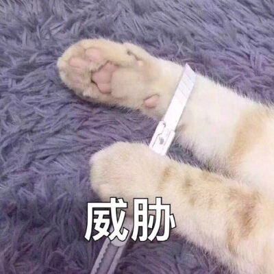 猫爪头像(猫爪控)