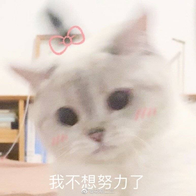 猫猫头像可爱/软