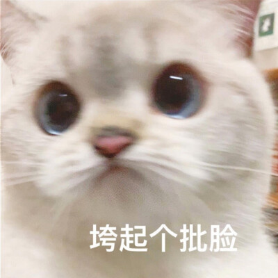 猫猫狗狗成何体统