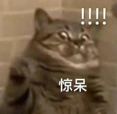 猫猫狗狗成何体统