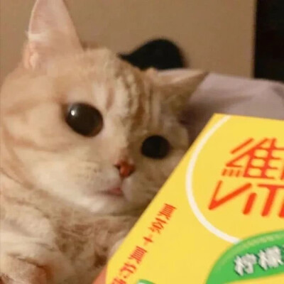 猫猫萌头像