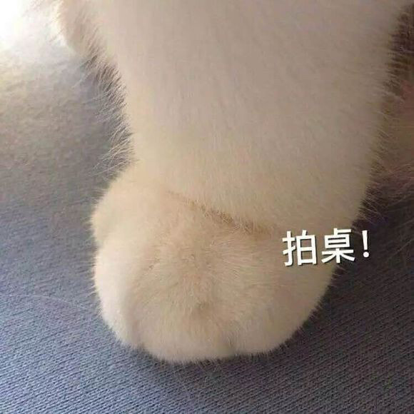 妈呀，可爱的猫咪爪爪表情包，爱了爱了❥ ฅ՞•ﻌ•՞ฅ喜欢收藏！