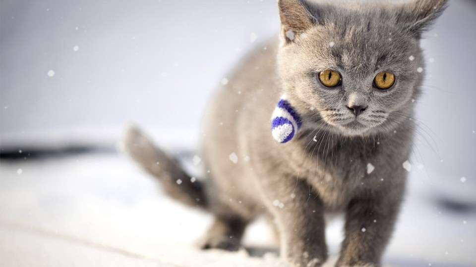 猫猫iPad壁纸 电脑壁纸 背景图