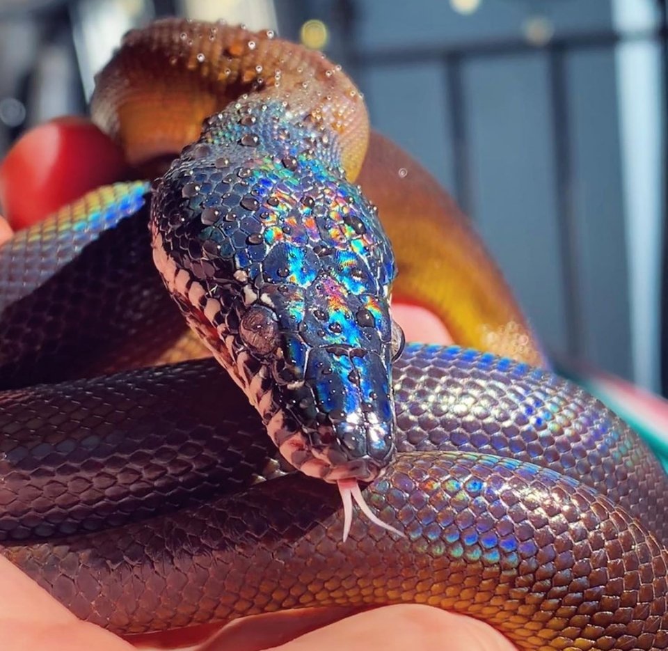 白唇蟒
图源
Ins: spiceyspaghet ​​​