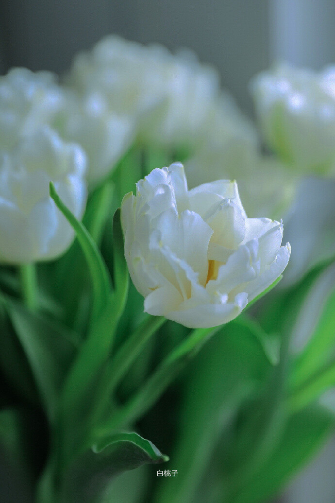 愿你阳光下像个孩子,风雨里像个大人 cover:白桃子