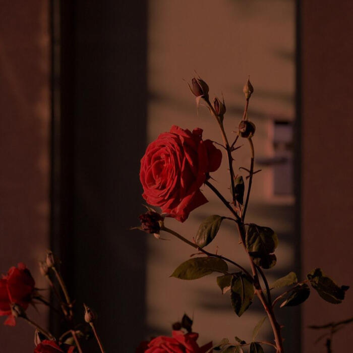 BGM，玫瑰玫瑰我爱你