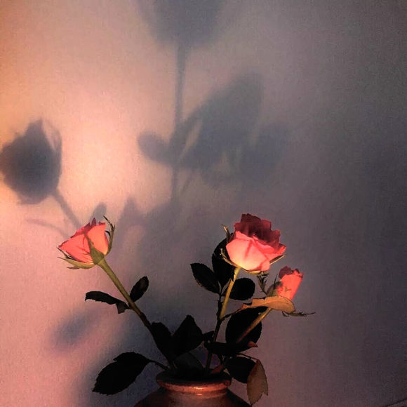 BGM，玫瑰玫瑰我爱你