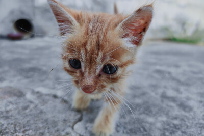 流浪猫