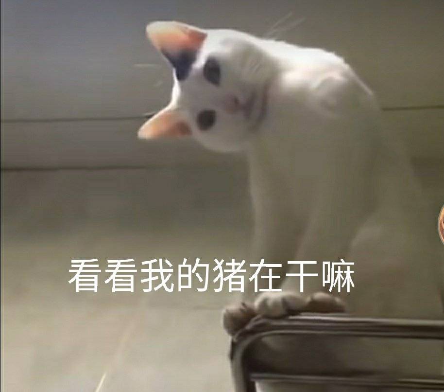 看看我的猪在干嘛