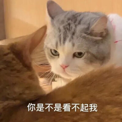 看看我的猪在干嘛