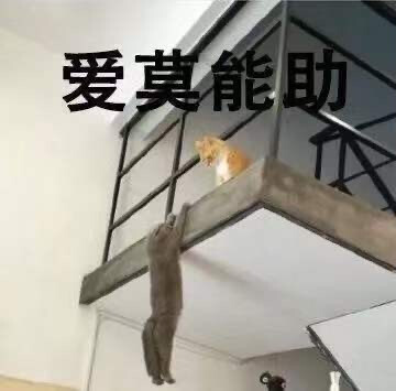 猫猫表情包 爱莫能助 见死不救