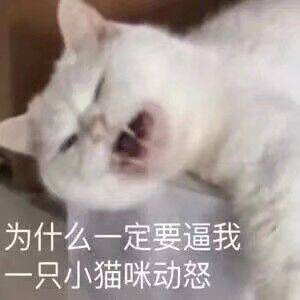 猫猫表情包 为什么一定要逼我这个小猫咪动怒