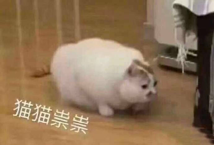 猫猫表情包 猫猫祟祟