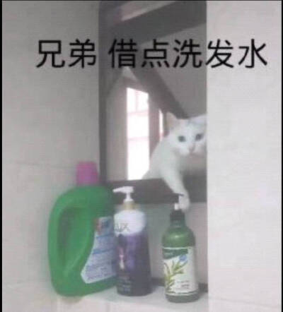 猫猫表情包 兄弟借点洗发水