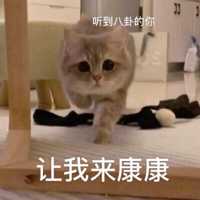 猫猫表情包 八卦 让我看看