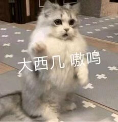 猫猫表情包 大狮子 嗷呜