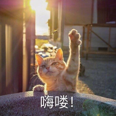 猫猫表情包 嗨喽 打招呼