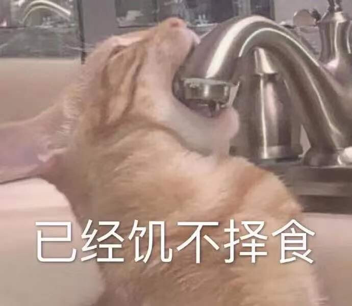 猫猫表情包 已经饥不择食