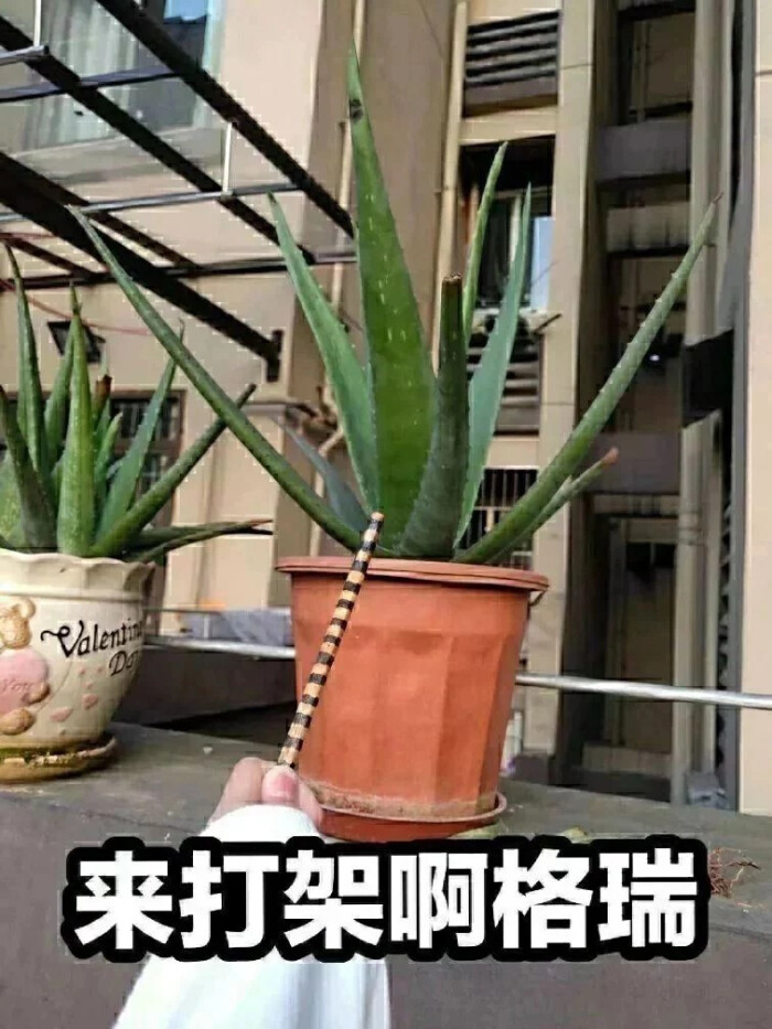 凹凸世界表情包