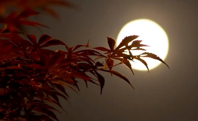 落叶方知秋意浓