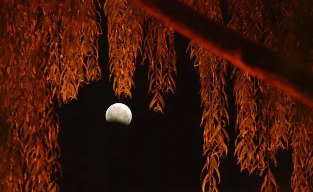 落叶方知秋意浓