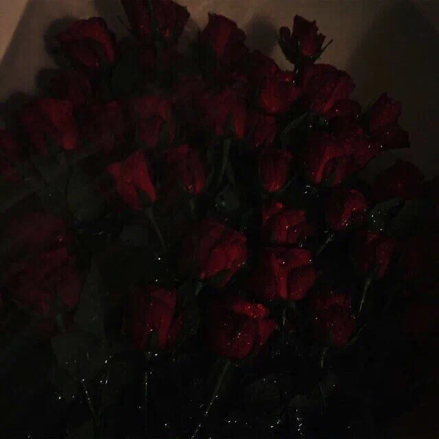 朋友圈背景图 手机壁纸 鲜花 意境图片 ins风简约风格