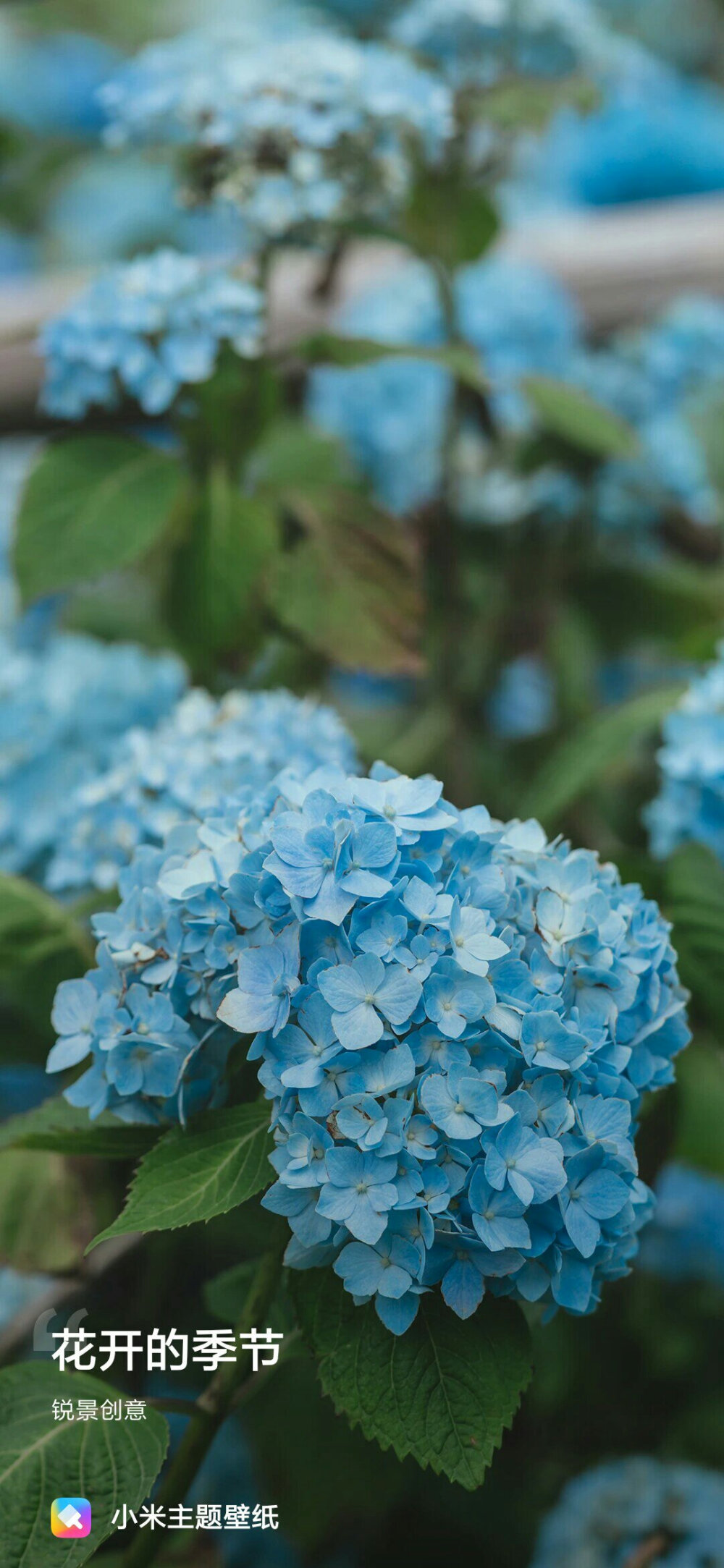 （侵权删，非原创，来自小米主题壁纸）花 植物 唯美小清新森系