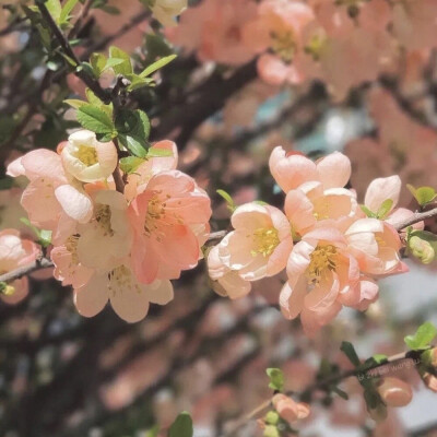 朋友圈背景图 手机壁纸 鲜花 意境图片 ins风简约风格