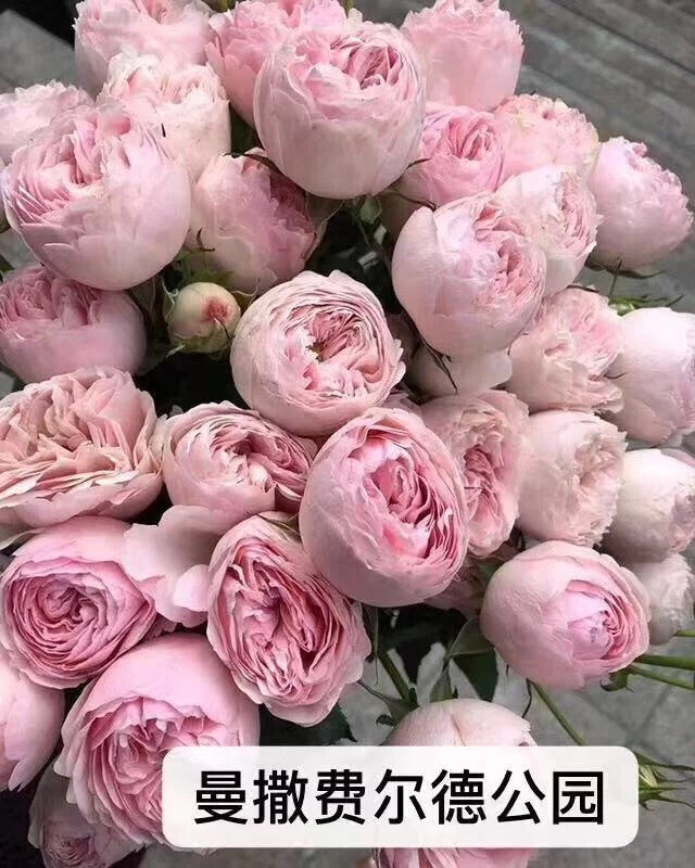 曼萨菲尔德公园