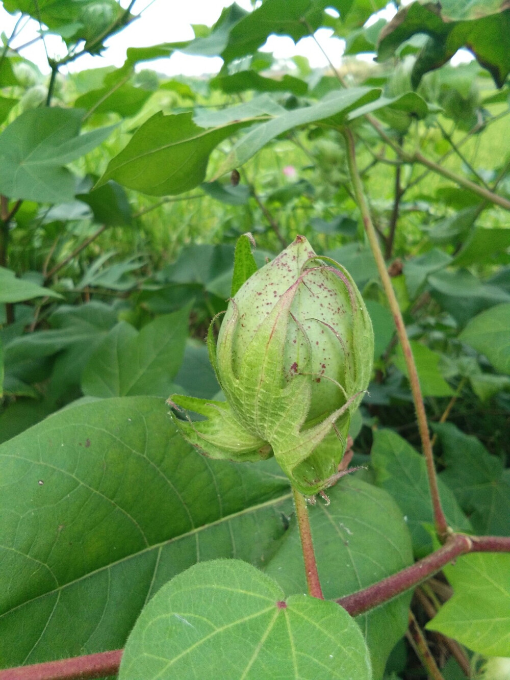 棉花